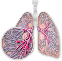 lungs